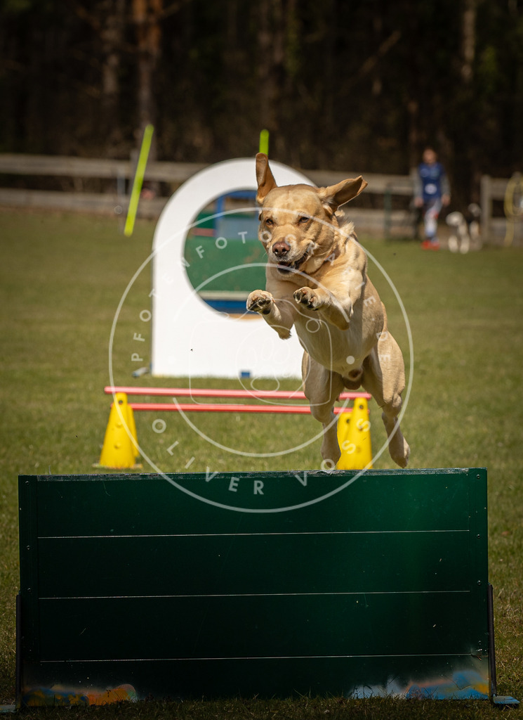 Pfotenfotografie_DV3A5367 | Hundefotografie, Tierfotograf, Pfotenfotografie, Fotoshooting Hund, Hunde Portrait, Hundesport, Hundeportraits, Heideshooting, Hunde, Sportfotograf, Hundefotograf, Turnierhundsport, THS,  - Realisiert mit Pictrs.com