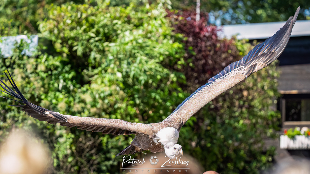 Kreuzenstein-Zöchling (45 von 46) | Mein Name ist Patrick Zöchling. Auf dieser Website siehst Du meine Projekte als Fotograf und kannst Dir Deine Fotos in Galerien ansehen und herunterladen. Über einen Webshop kannst Du Bilder ausarbeiten, auf T-Shirt drucken usw. - Realisiert mit Pictrs.com