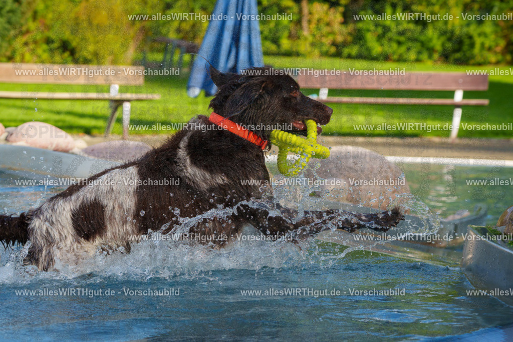 Hundeschwimmen_Grefrath_2026-allesWIRTHgut_Tierfotografie-15_42-FAY01333 | Professionelle Tierfotografie in Mönchengladbach von Daniel Wirth (allesWIRTHgut). Liebevolle & natürliche Bilder von Hunden & Katzen für unvergessliche Erinnerungen.