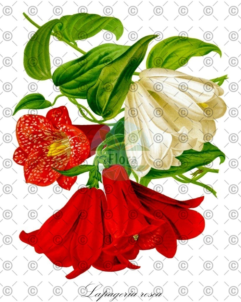 HistAbb_32145_1_FLORAD_SIMPLE | Historische Abbildung von Lapageria rosea - Philesiaceae (Chilenische Glockenblume;Chilenische Wachsglocke;Chileglöckchen;Copihue) | Historical Illustration of Lapageria rosea - Philesiaceae