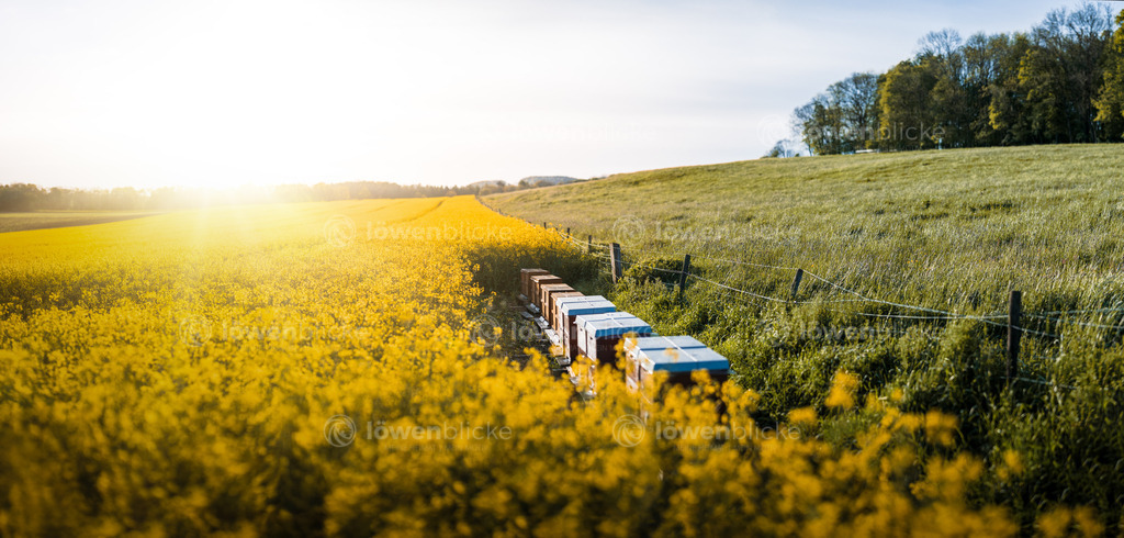 Bienenstöcke auf dem Geiselstein | löwenblicke | shop