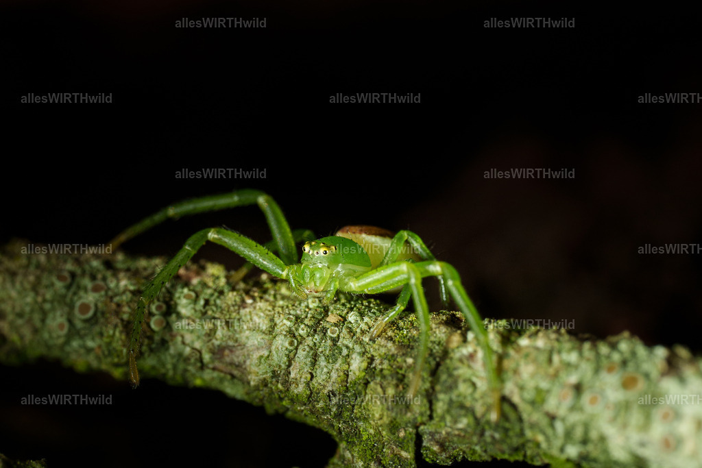 UI | Entdecke die faszinierende Welt der Natur- und Wildlife-Fotografie von Daniel und Bärbel. Inspirierende Bilder von wilden Tieren und kleinen Naturwundern.