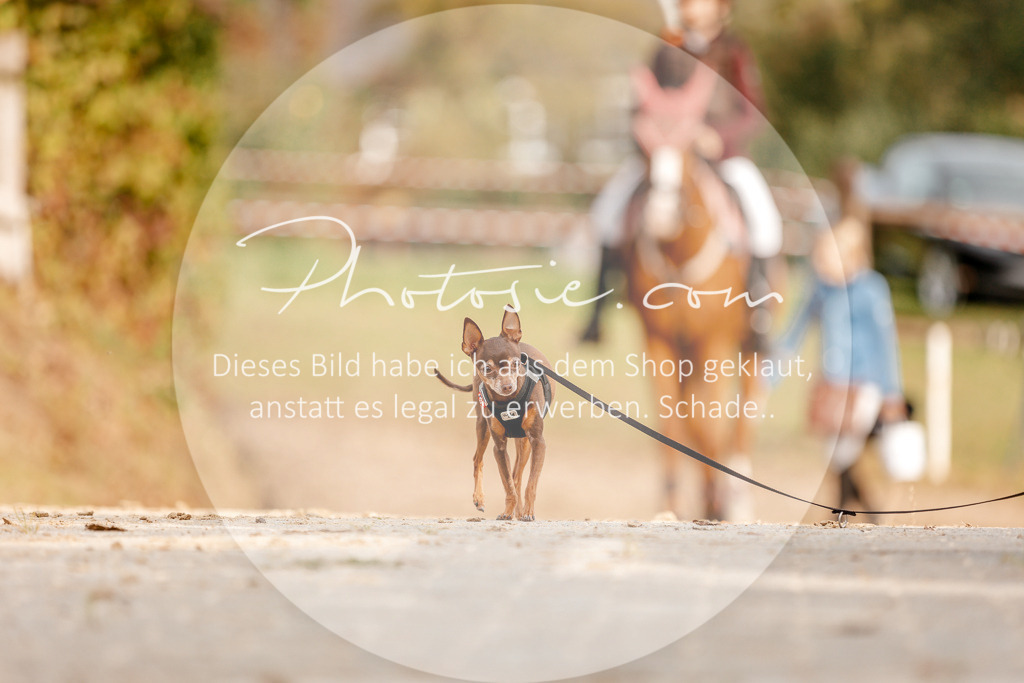 3I6A2777 | Stimmungsvolle Portraits und Reitsportfotografie im Ruhrgebiet und im Münsterland.

Pferdefotografie, Hundefotografie, Tierfotografie, Reportagen, Portraits von Tier und Mensch, Turnierfotografie in Bochum, Recklinghausen, Marl, Haltern am See, Dülmen.. - Realisiert mit Pictrs.com