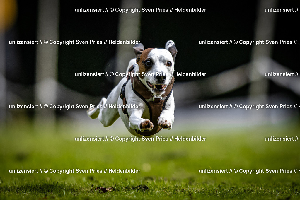 Sven Pries | 2025-10-03 - Hunderennen Obergrombach - Realisiert mit Pictrs.com