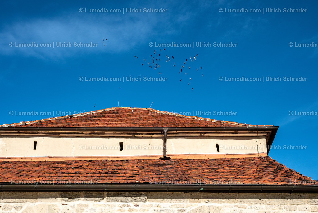 10049-13769 - Konradsburg bei Ermsleben | Stockfoto und Bilderpool mit Bildmaterial aus Deutschland, dem Harz, Halberstadt, Quedlinburg, Wernigerode und weltweit. Qualitativ hochwertige und professionelle Fotos anschauen und kaufen. - Realisiert mit Pictrs.com