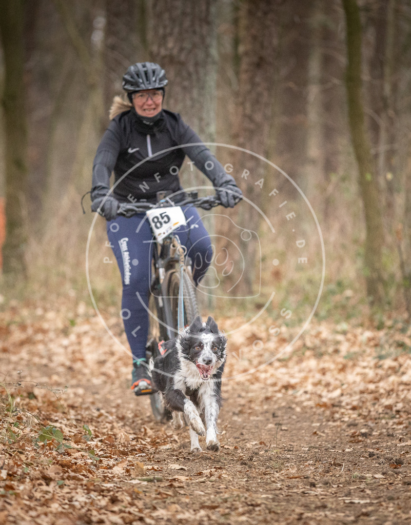 Pfotenfotografie_DV3A6227 | Hundefotografie, Tierfotograf, Pfotenfotografie, Fotoshooting Hund, Hunde Portrait, Hundesport, Hundeportraits, Heideshooting, Hunde, Sportfotograf, Hundefotograf, Turnierhundsport, THS,  - Realisiert mit Pictrs.com