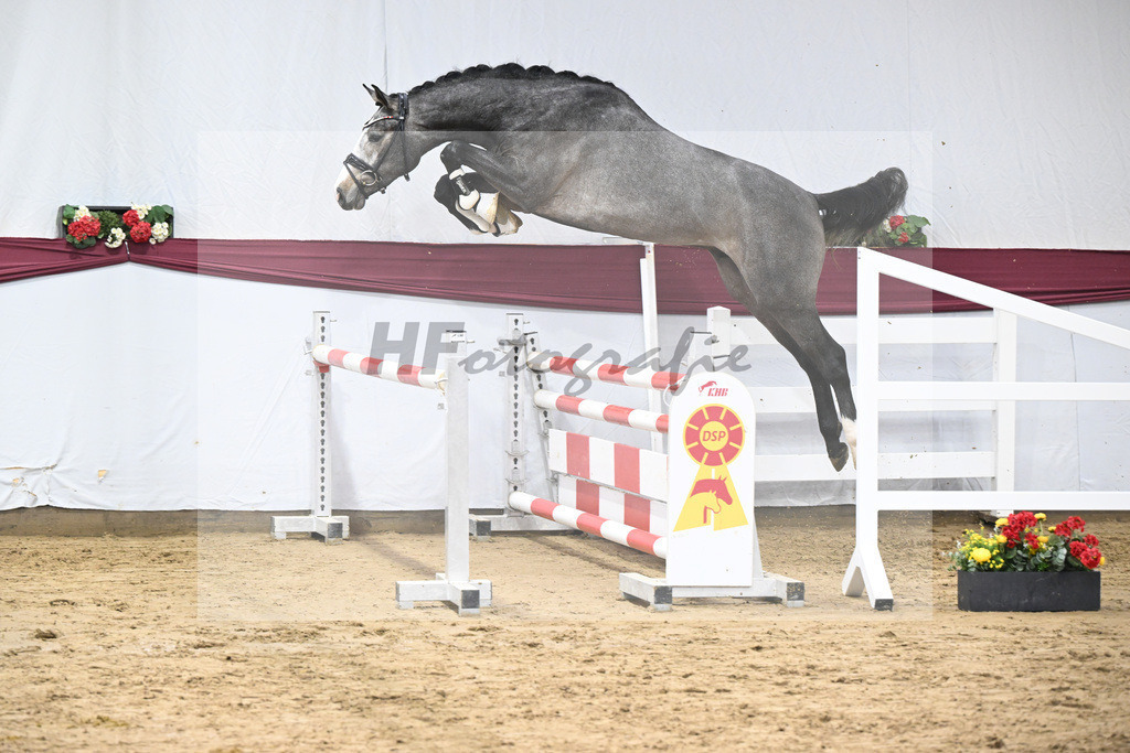 Kat-Nr. 77 Conthargos x Zirocco Blue_Mathieu Beckmann_47252709 | hf-fotografie - Realisiert mit Pictrs.com