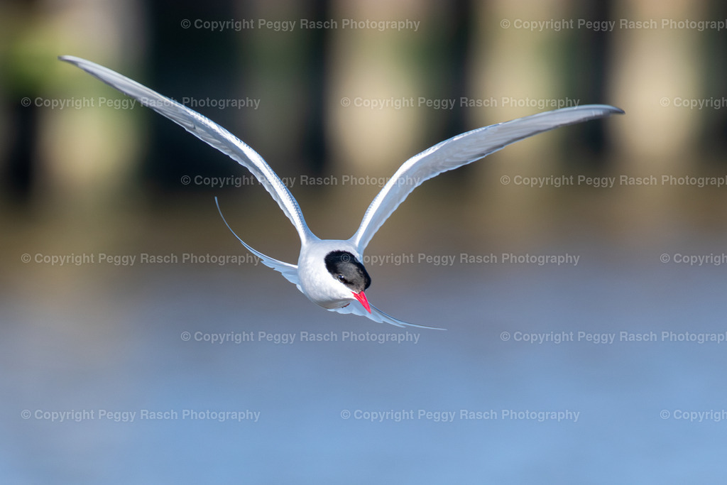 Küstenseeschwalbe_2021 (1 von 1) | PeggyRaschPhotography - Realisiert mit Pictrs.com