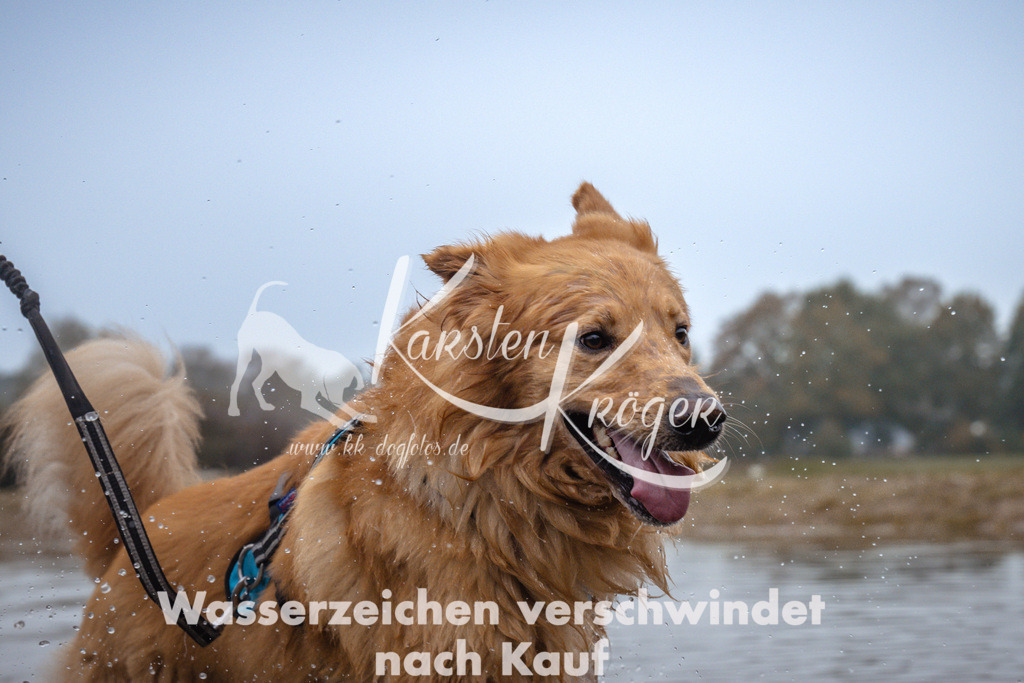 1009_ZZ98311 | kk-dogfotos