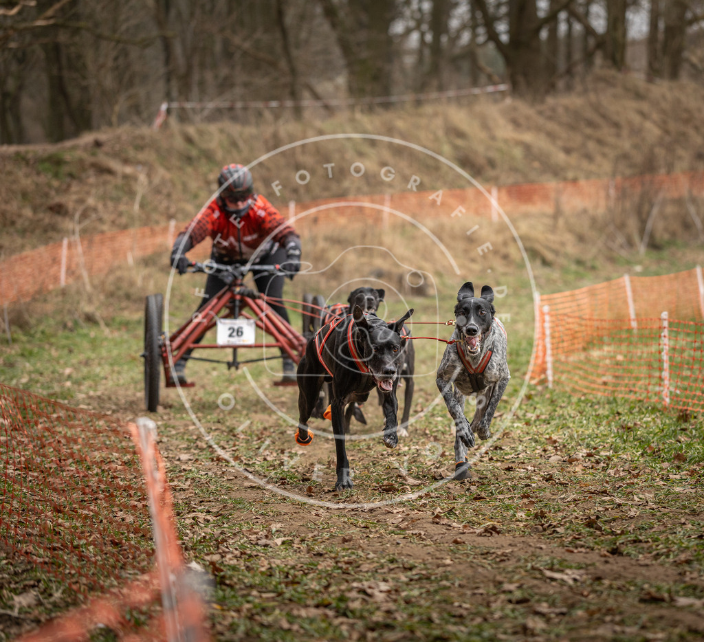 Pfotenfotografie_DV3A8009 | Hundefotografie, Tierfotograf, Pfotenfotografie, Fotoshooting Hund, Hunde Portrait, Hundesport, Hundeportraits, Heideshooting, Hunde, Sportfotograf, Hundefotograf, Turnierhundsport, THS,  - Realisiert mit Pictrs.com