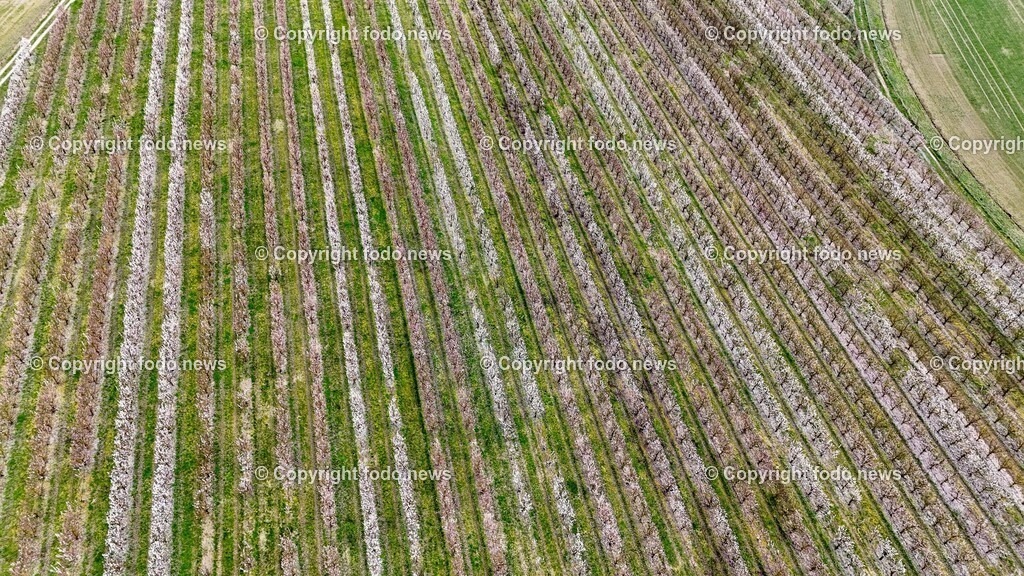 Marillenbluete Niederneukirchen_ 21.03.2024-15 | 21.03.2024, Niederneukirchen, AUT, Marillenbluete, im Bild Marillenbluete, Baeume, Blueten, Knospen, Marillen, Fruechte, Obst, Obstbauer, Fruehling, Drohne