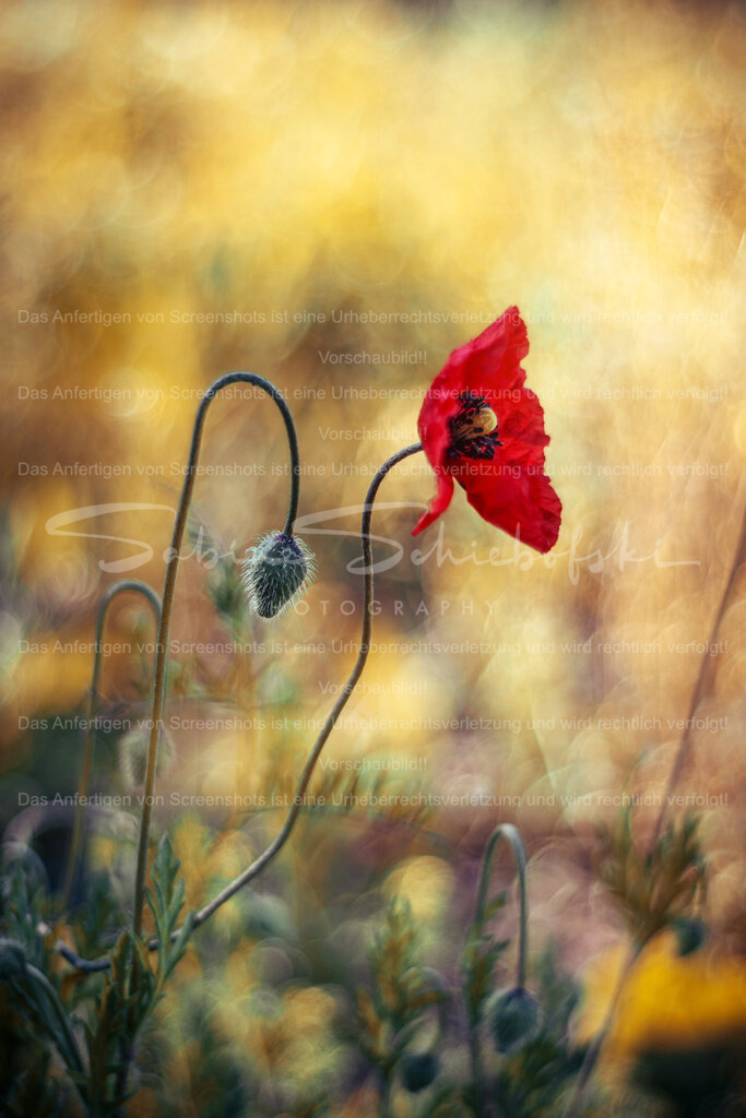 Mohnblume im Feld | People- und Tierfotografie, Imageaufnahmen, Veranstaltungsfotografie und Wandbilder aus der Natur ★ Made in Germany ✔️ Druck + Downloads ✔️ Naturfotografie in Top Qualität ★ schneller Versand, weltweite Lieferung! - Realisiert mit Pictrs.com