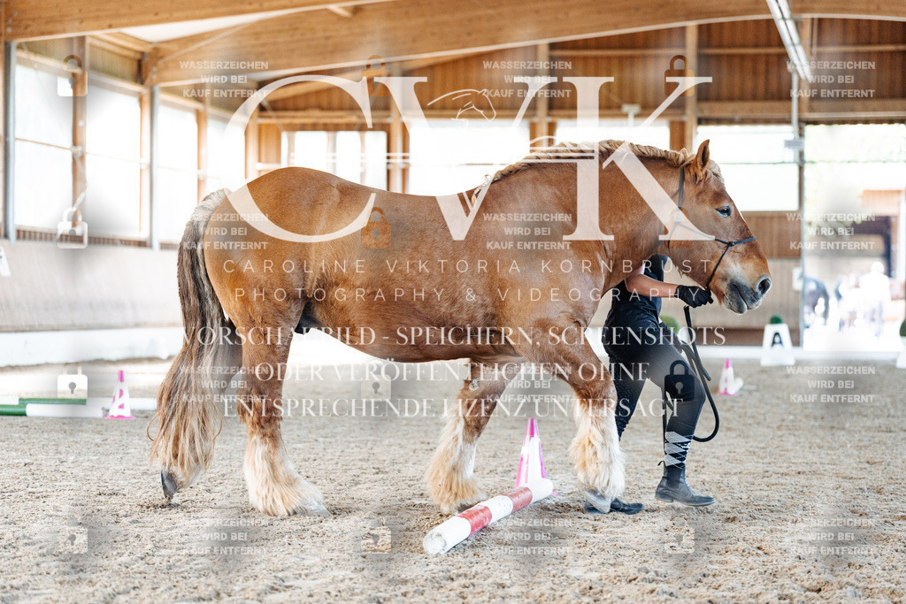 CK906324 | Turnierfotografie Pferdefotografie Trier Rheinland-Pfalz Pferdesport Reitsport Tierfotografie Sportfotografie Pferdevideo Pferdevideografie Equestrianvideography equestrianphotography  - Realisiert mit Pictrs.com
