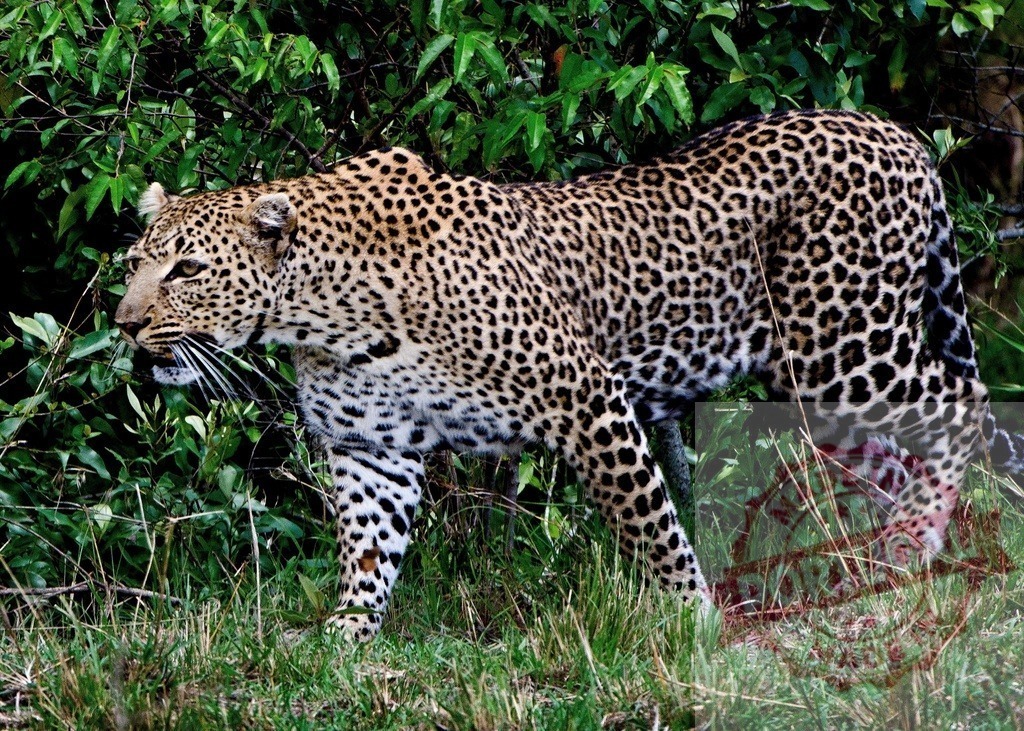 Leopard walking through green bush in Masaii Mara | Leopard stalking through dense green vegetation, hunting wild prey in its natural habitat - Realisiert mit Pictrs.com