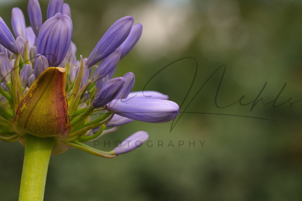 128_Blumen | i-n-photography - Realisiert mit Pictrs.com