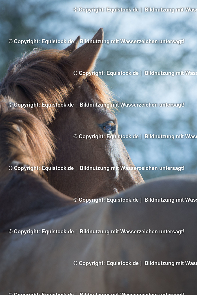 20160117_Pferdeportrait_im_Winter_0001-2 | equistock