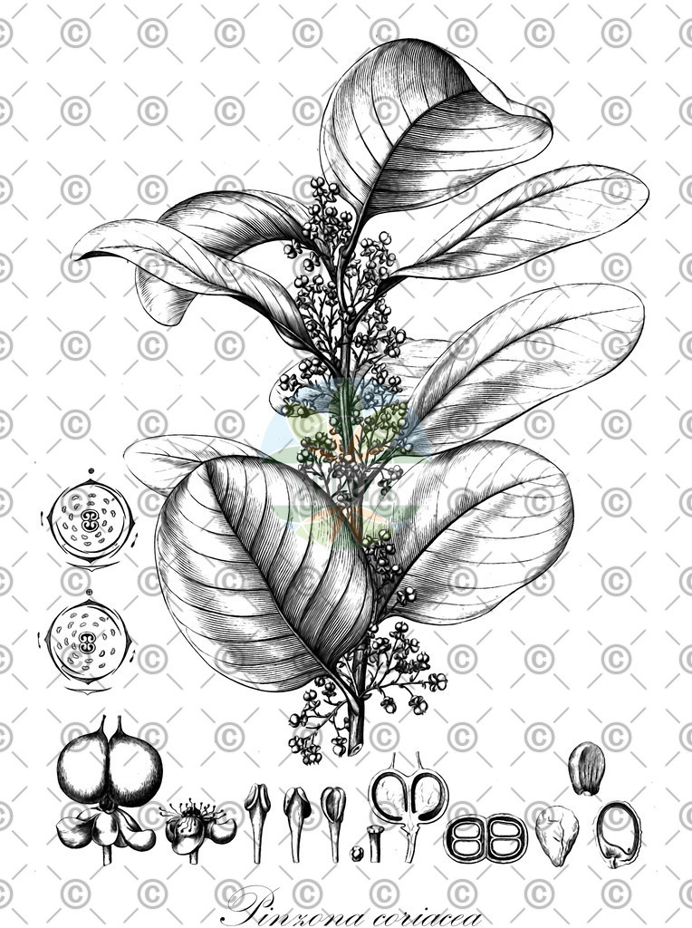 Histabb_WFO_wfo-0000486494_SRC_Koehler_1887_SIMPLE | Historische Abbildung von Pinzona coriacea - Dilleniaceae | Historical Illustration of Pinzona coriacea - Dilleniaceae