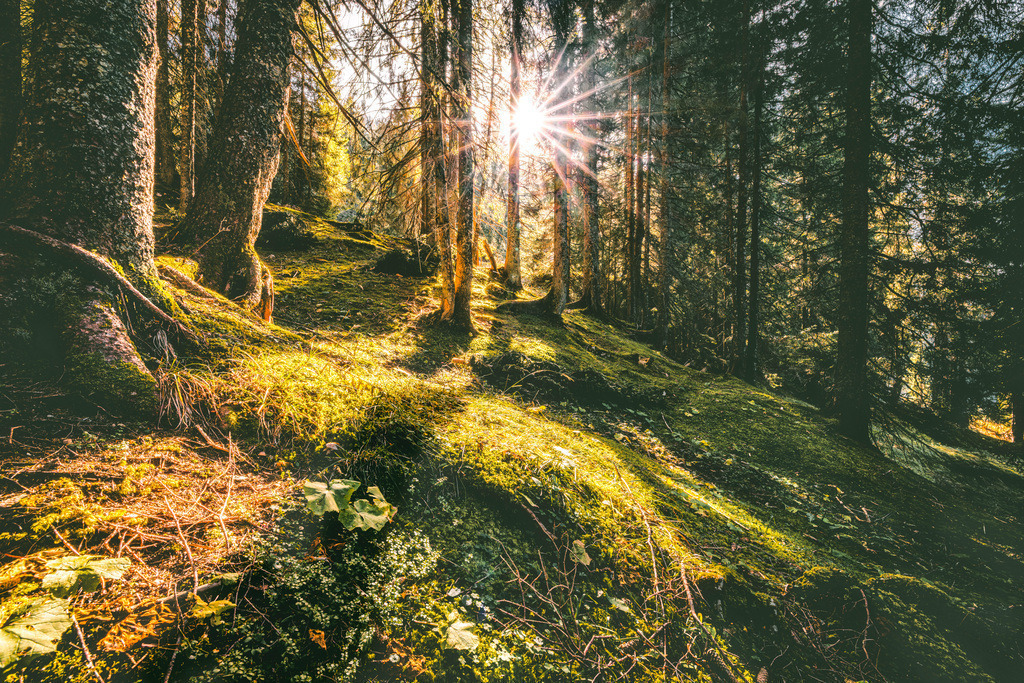 Idyllische Waldlandschaft mit Sonnenstrahlen durch Bäume am Tegernsee | Das Bild zeigt eine idyllische Waldlandschaft, in der Sonnenstrahlen durch die Bäume fallen.Atmosphäre: Es handelt sich um eine sonnendurchflutete Szene, typisch für einen Waldspaziergang am Morgen oder späten Nachmittag.Vegetation: Der Boden ist mit Moos bedeckt, und es sind hohe Nadelbäume zu sehen.Lichteffekt: Die tiefstehende Sonne erzeugt einen starken Strahlenkranz (Lens Flare). - Realisiert mit Pictrs.com