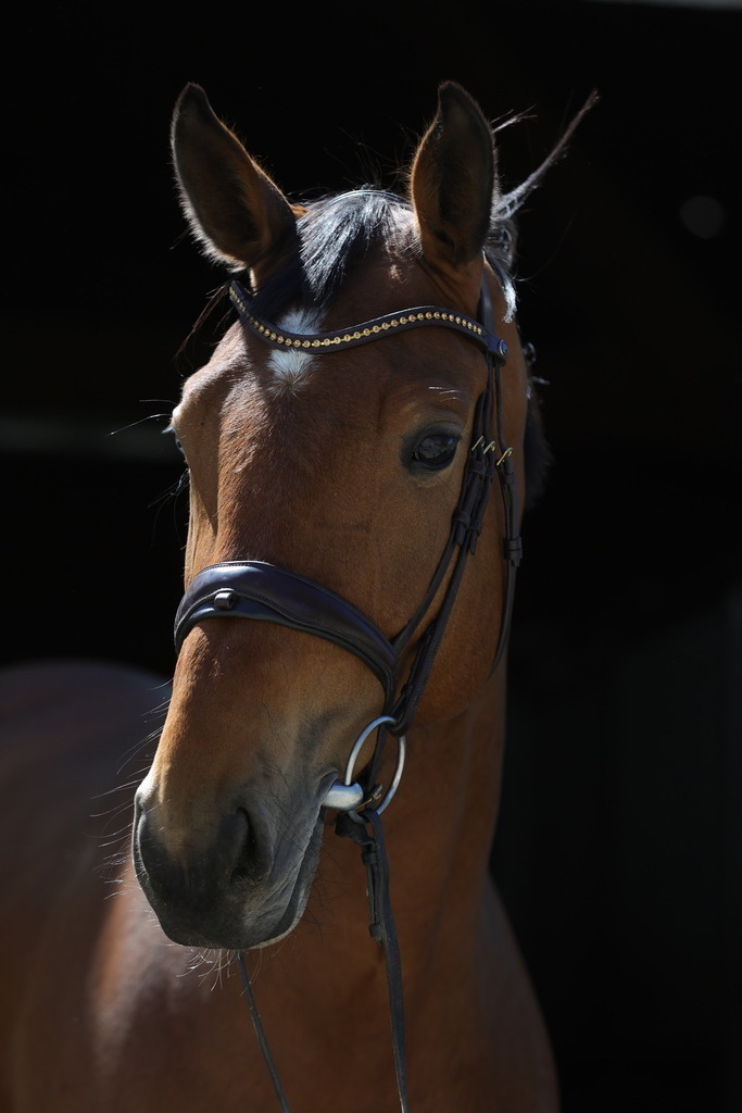 0P6A8913 | Willkommen bei Brunnmayr - Design & Fotografie – Ihrem Spezialisten für Reitturniere und Pferdeveranstaltungen in Oberösterreich, Salzburg und Bayern! Seit über 17 Jahren sind wir leidenschaftlich dabei.
