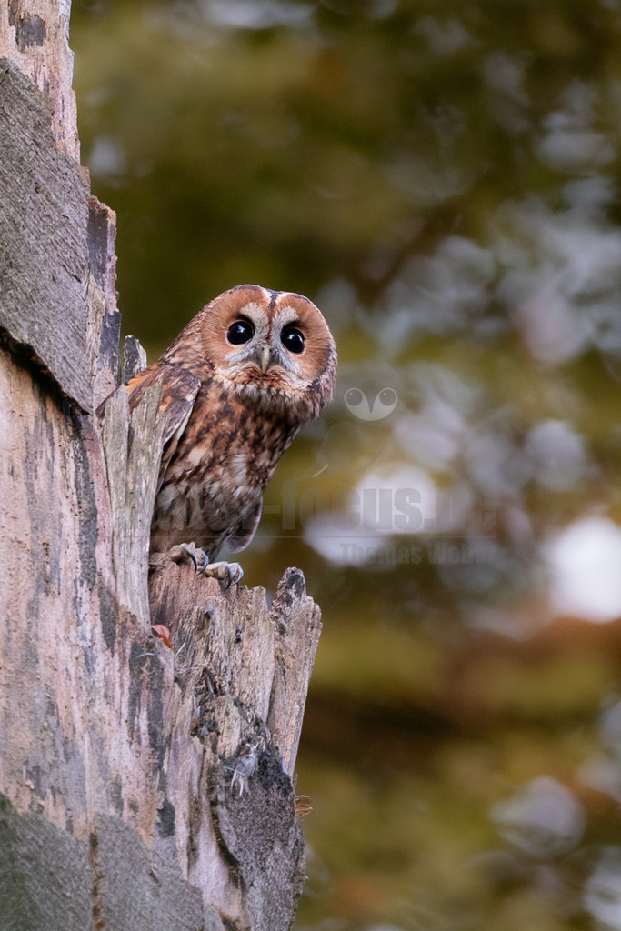 R6M39817_20261003 | Ein Waldkauz (Strix aluco) blickt mit seinen grossen, dunklen Augen neugierig aus einer Baumhöhle hervor. Sein Gefieder zeigt eine charakteristische braun-graue Tarnfärbung mit dunklen Flecken und Streifen, die ihm hilft, in seinem natürlichen Lebensraum unentdeckt zu bleiben. Waldkäuze sind nachtaktive Eulen, die in Wäldern, Parks und Gärten Europas und Asiens verbreitet sind. Sie ernähren sich hauptsächlich von kleinen Säugetieren und Vögeln. Das Tier scheint aufmerksam die Umgebung zu beobachten, während es sicher in der Höhle sitzt. - Realisiert mit Pictrs.com