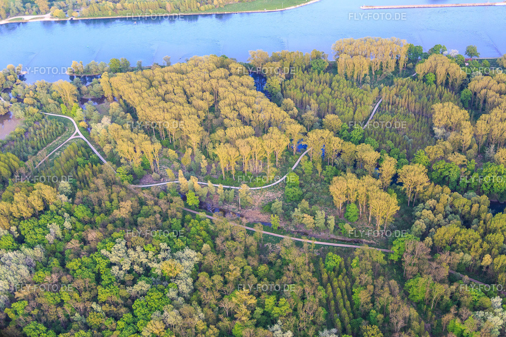 Naturschutzgebiet Goldgrund Insel Nauaus zwischen Rhein und Hagenbacher Altrhein | Luftbild: Naturschutzgebiet Goldgrund Insel Nauaus zwischen Rhein und Hagenbacher Altrhein im Ortsteil Maximiliansau in Wörth im Bundesland Rheinland-Pfalz in Deutschland. Foto: IMG_077949.jpg vom 24.04.2015 durch Werner Riehm/FLY-FOTO.de - Realisiert mit Pictrs.com