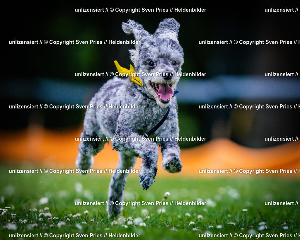 Sven Pries | 2025-05-29 - Pudelrennen KA-Durlach - Realisiert mit Pictrs.com