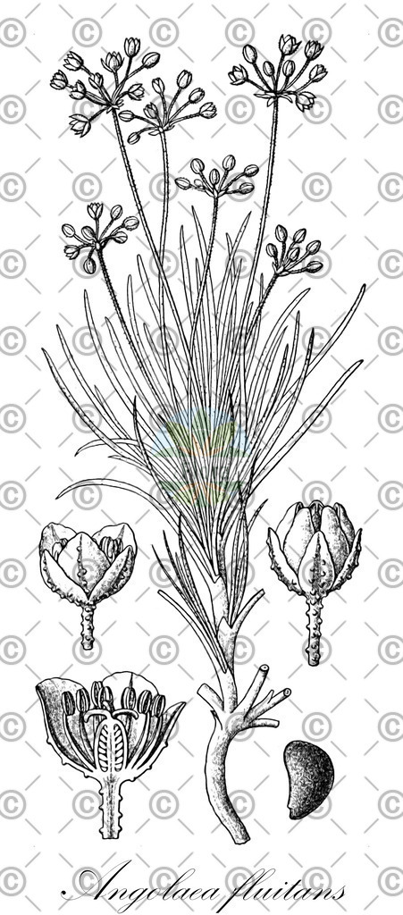 HistAbb_wfo-0000536542_124_ENZY_Simple | Historische Abbildung von Angolaea fluitans - Podostemaceae | Historical Illustration of Angolaea fluitans - Podostemaceae