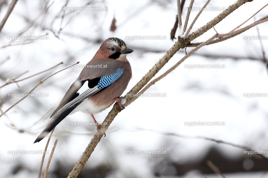 Eichelhäher-019 | Das Bilderarchiv über Tiere, Planzen und Landschaften. In der Bilddatenbank finden Sie ein große Auswahl an hochwertigen Bilder für Ihre Werbung - Realisiert mit Pictrs.com
