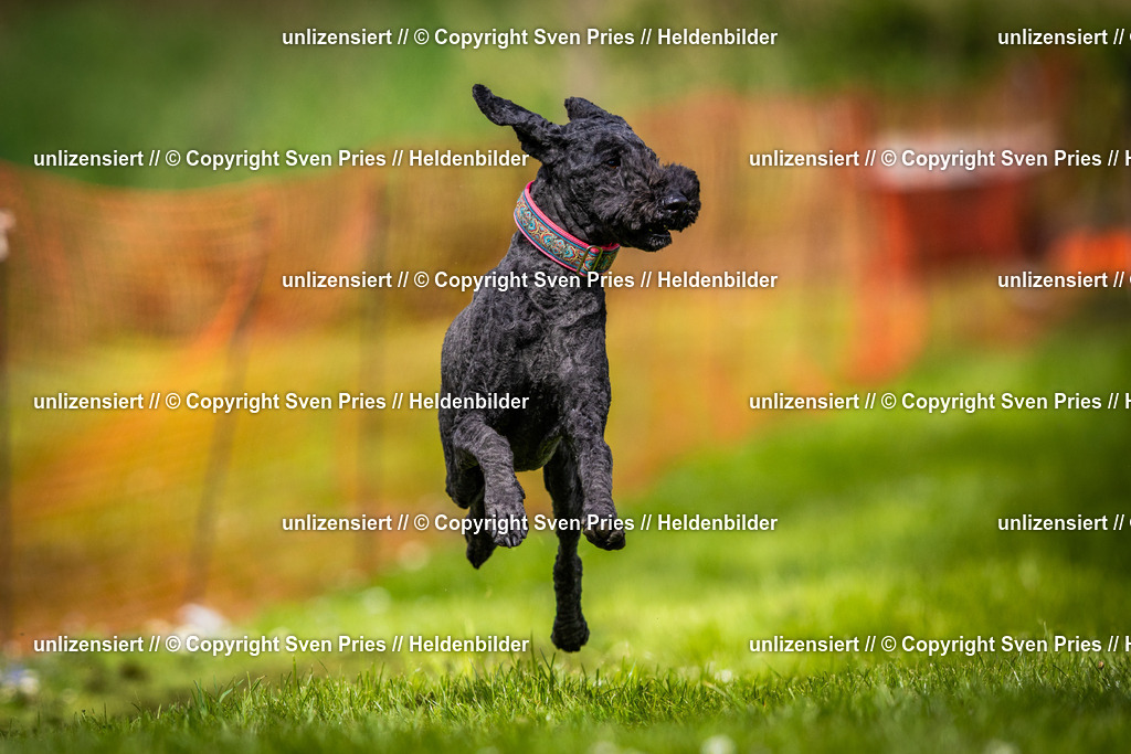 Sven Pries | 2025-04-13 - Hunderennen Baden-Baden - Realisiert mit Pictrs.com