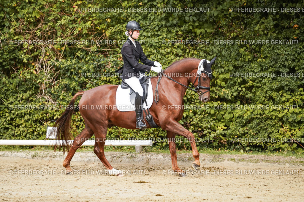 DSC00441 | Pferdegrafie