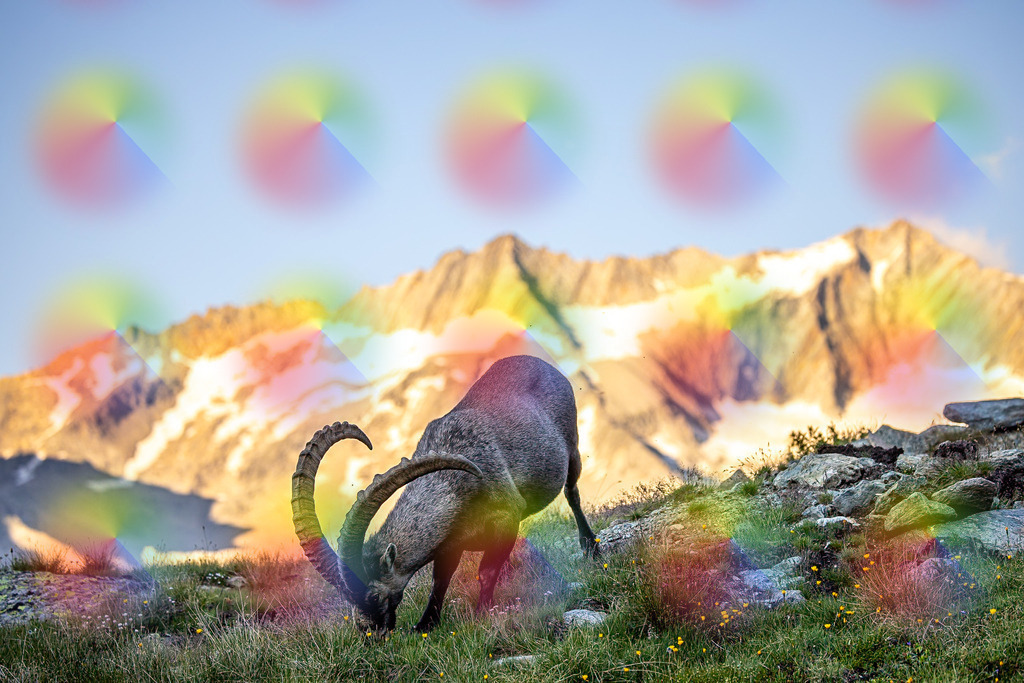 20240728-1M5A8322 | FineArtPrint, Hahnemühle, FeeGalerie, Fee Galerie, Fotokunst, Fotografie, Canonphotography, Bergfoto, Matterhorn, Rimpfischhorn, Allalinhorn, Saas-Fee, Wallis, Valais, Switzerland, Bergfotografie