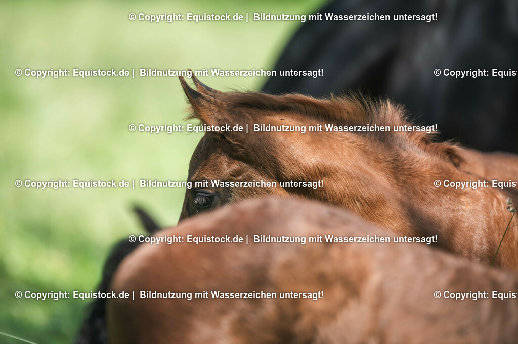 20210617_Fohlen_0126 | Foto: Thomas Hartig