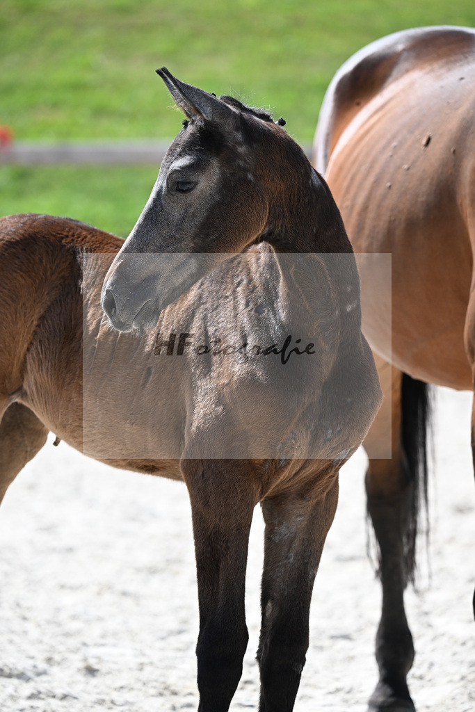 Kat-Nr. 40 Cashmoaker x Quidam de Revel_SF_Fischer_15251181 | hf-fotografie - Realizzato con Pictrs.com