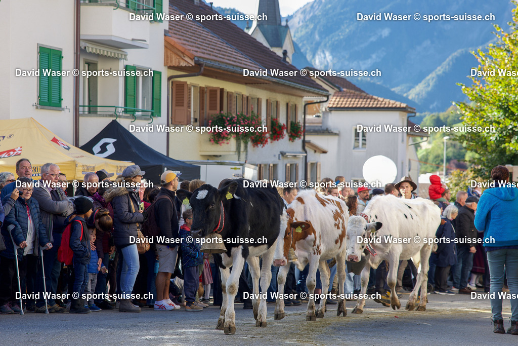 Foire et d_salpe d_Albeuve avec le troupeau de Ayer Serge et Yvan de Le Cr_t de La Tour-de-Tr_me au Bry le 04.10.25 Photos David Waser sur _ www.sports-suisse.ch _ (32) | Foire et désalpe d’Albeuve avec le troupeau de Ayer Serge et Yvan de Le Crêt de La Tour-de-Trême au Bry le 04.10.25 Photos David Waser sur " www.sports-suisse.ch "