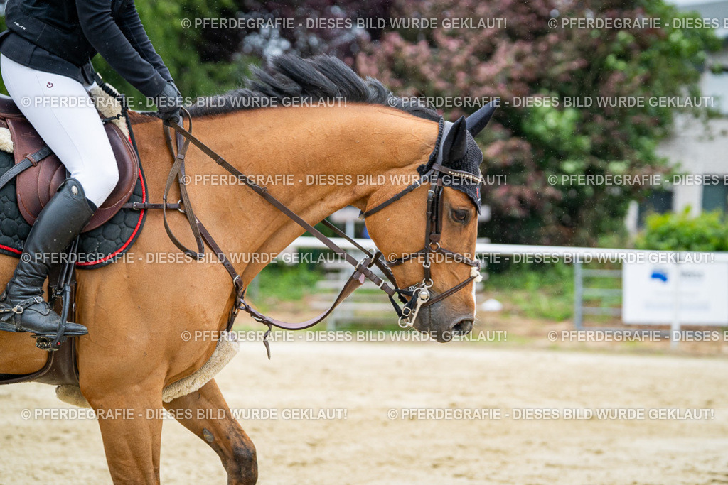 DSC02012 | Pferdegrafie