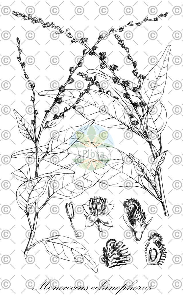 HistAbb_wfo-0000472779_2_ENZY_Simple | Historische Abbildung von Monococcus echinophorus - Petiveriaceae | Historical Illustration of Monococcus echinophorus - Petiveriaceae