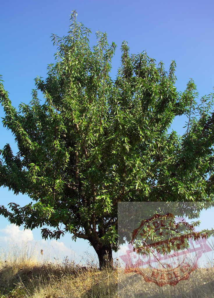 Green almond tree standing under summer blue sky | Almond tree growing with green leaves on a rural hillside under a clear blue sky - Realized with Pictrs.com