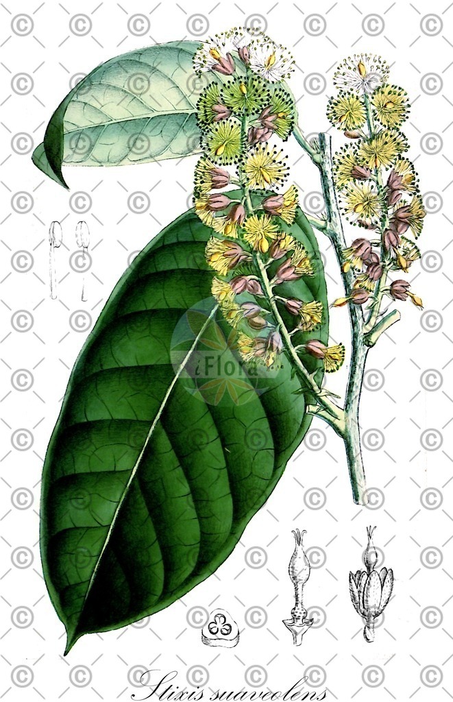 HistAbb_wfo-0000060188_1_ENZY_Simple | Historische Abbildung von Stixis suaveolens - Resedaceae | Historical Illustration of Stixis suaveolens - Resedaceae