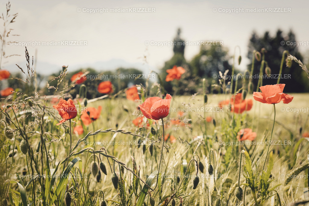 _J3A1159 | medienkrizzler - Realisiert mit Pictrs.com