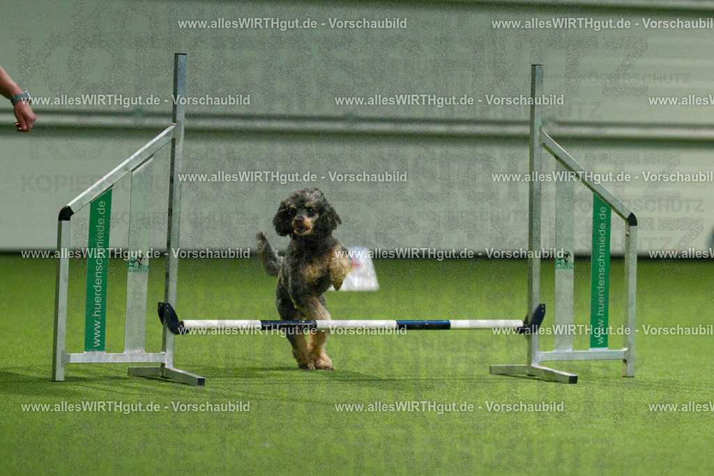 7R504057 | Professionelle Tierfotografie in Mönchengladbach von Daniel Wirth (allesWIRTHgut). Liebevolle & natürliche Bilder von Hunden & Katzen für unvergessliche Erinnerungen.