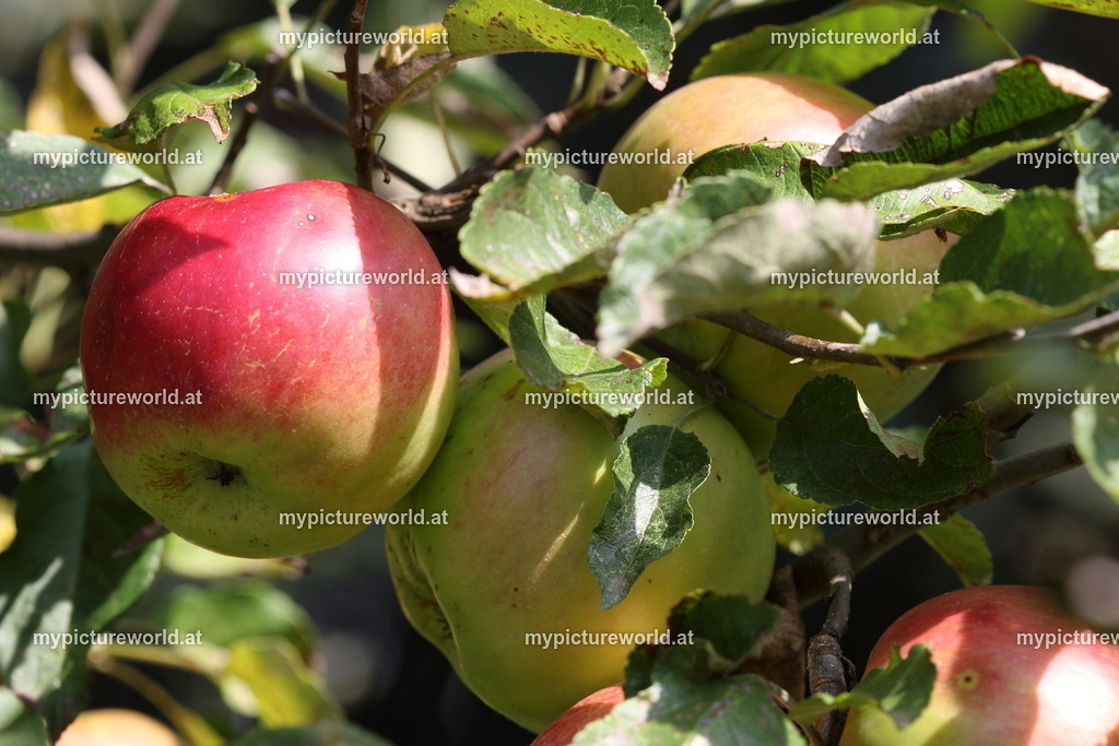 Kulturapfel-005 | Das Bilderarchiv über Tiere, Planzen und Landschaften. In der Bilddatenbank finden Sie ein große Auswahl an hochwertigen Bilder für Ihre Werbung - Realisiert mit Pictrs.com