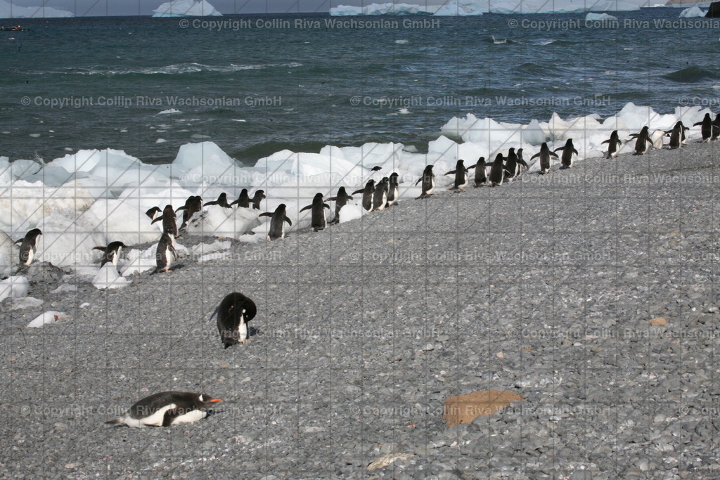 IMG_9775 | Antarktis / Antarctica - Realisiert mit Pictrs.com