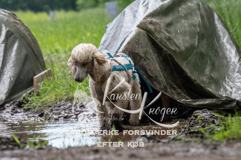 1102_ZZ91147 | kk-dogfotos