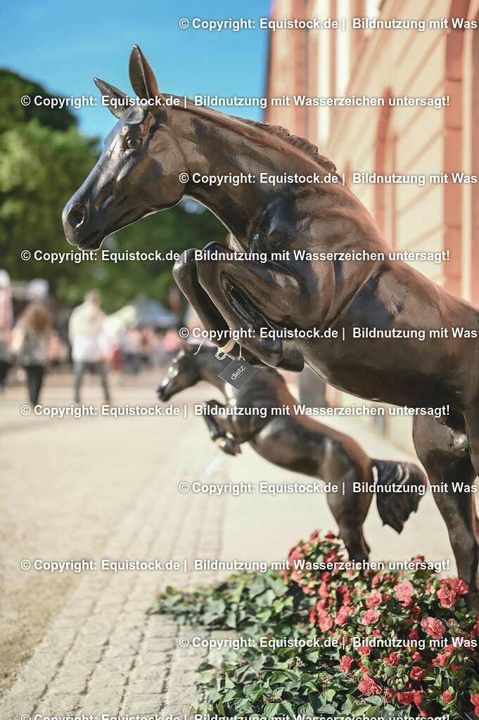 D78_3787 | equistock