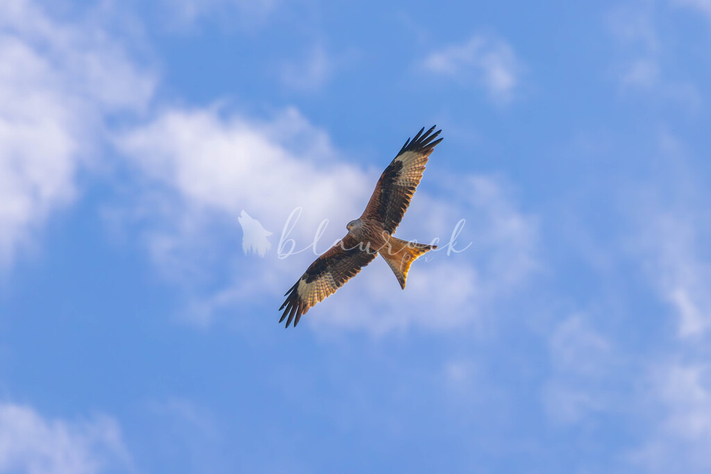 CN12--28 | Sportbilder, Sportfotograf, Hochzeits- und Eventfotografin, Flugshows, Portraits und Tiershooting, Aviation, Downhill, Nationalleague, Swissleague, International