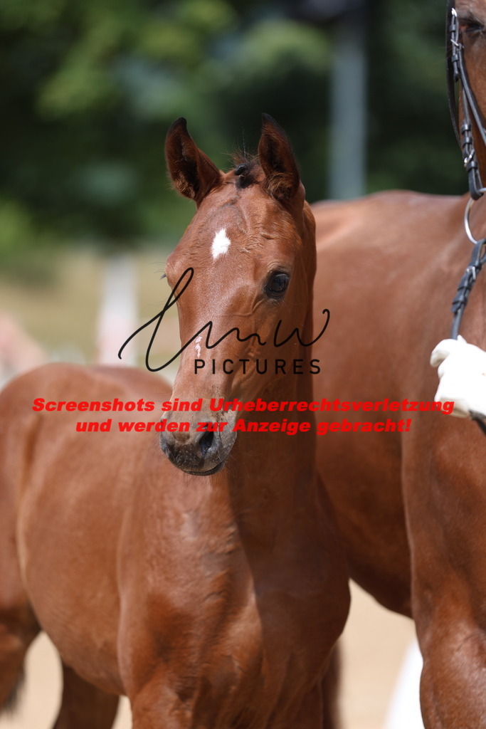Fohlenschau_Schwäbisch_Hall_dressurbetonte_Fohlen_KN 6_20 | lmwpictures - Realisiert mit Pictrs.com