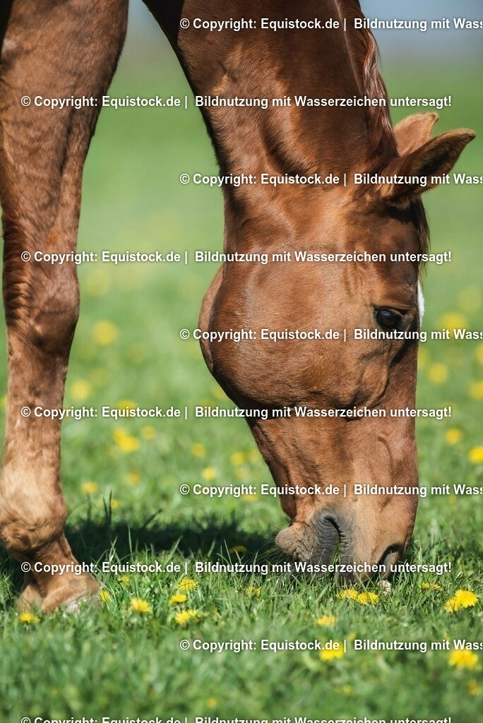 20210426_Pferd-auf-Koppel_0095 | equistock