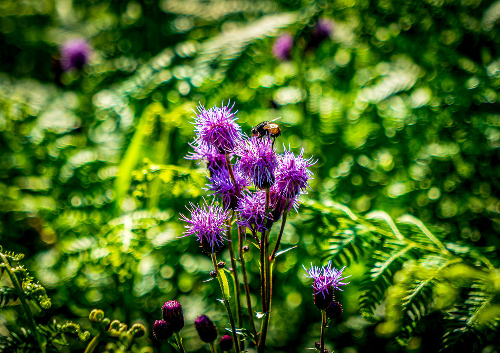 MPI_Blüten_0028 | Blühende Acker-Kratzdistel auf dem Weg zum Hohfelsen Bühlertal - Realisiert mit Pictrs.com