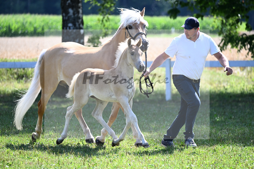 Kat-Nr. 4 SF v. Maceo x Atlantic_Liegl_22250075 | hf-fotografie - Realisiert mit Pictrs.com