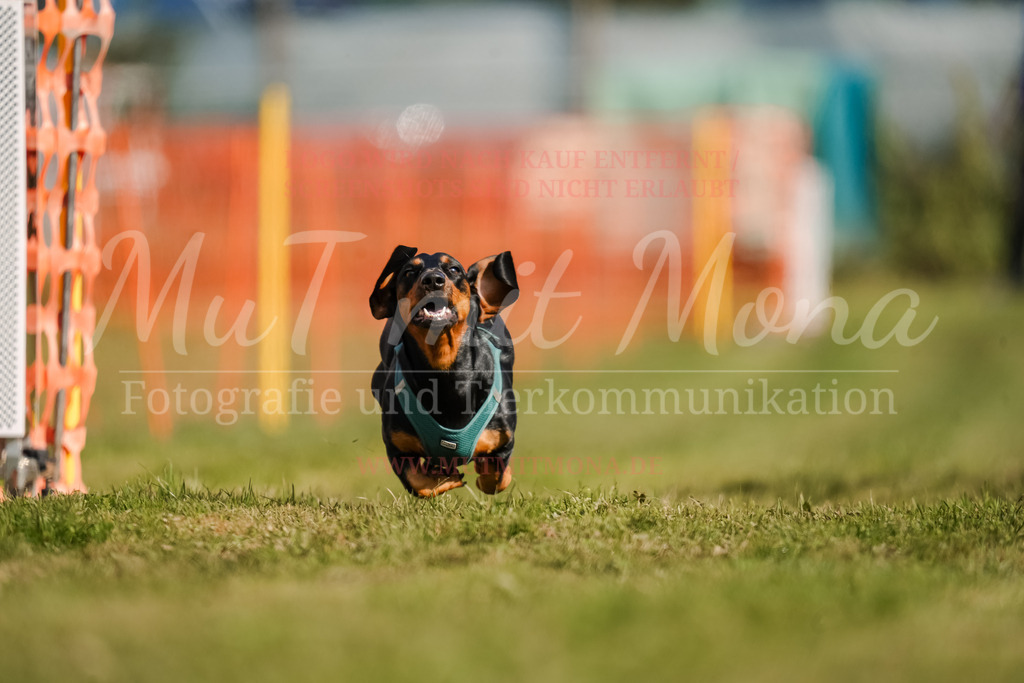 20250928_Hunderennen-252 | MuT (Mensch und Tier) mit Mona - Fotografie und Tierkommunikation - Realisiert mit Pictrs.com